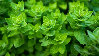 Benefits of Oregano Oil